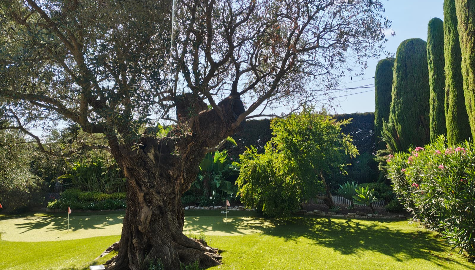 Ancient olive tree in a sunlit Mediterranean garden
